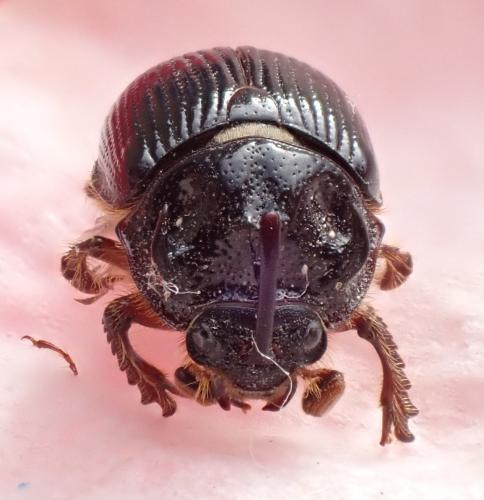 Réf. 309 288 : Odonteus armiger